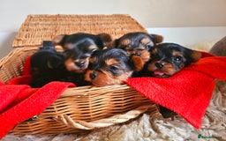 Yorkshire Terrier dogs for sale: True Miniature Yorkshire Terrier Puppies  - Advert 6