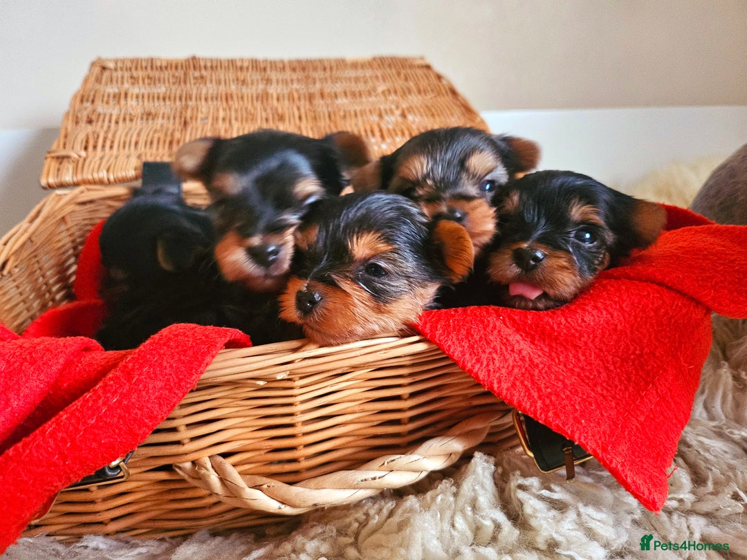 Yorkshire Terrier dogs for sale: True Miniature Yorkshire Terrier Puppies  - Advert 6