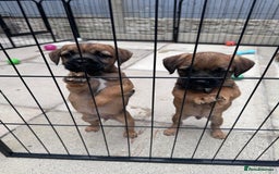 Border Terrier dogs for sale: Kc Border terrier pups.Slem clear ready now. - Image 7