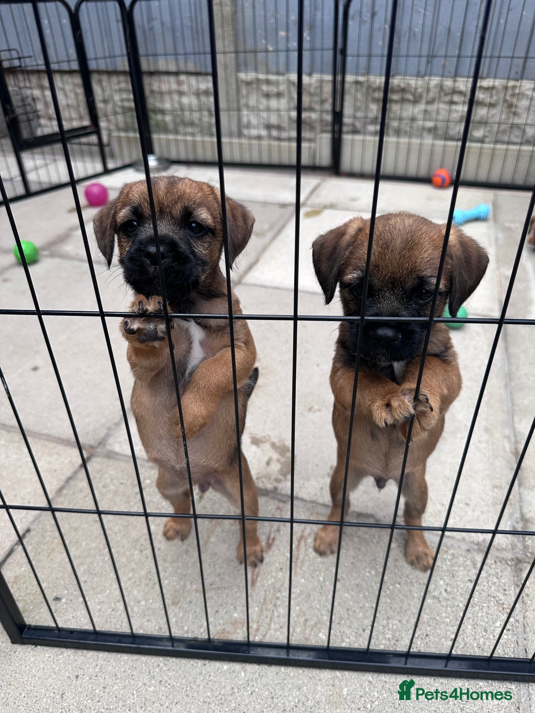 Border Terrier dogs for sale: Kc Border terrier pups.Slem clear ready now. - Image 7
