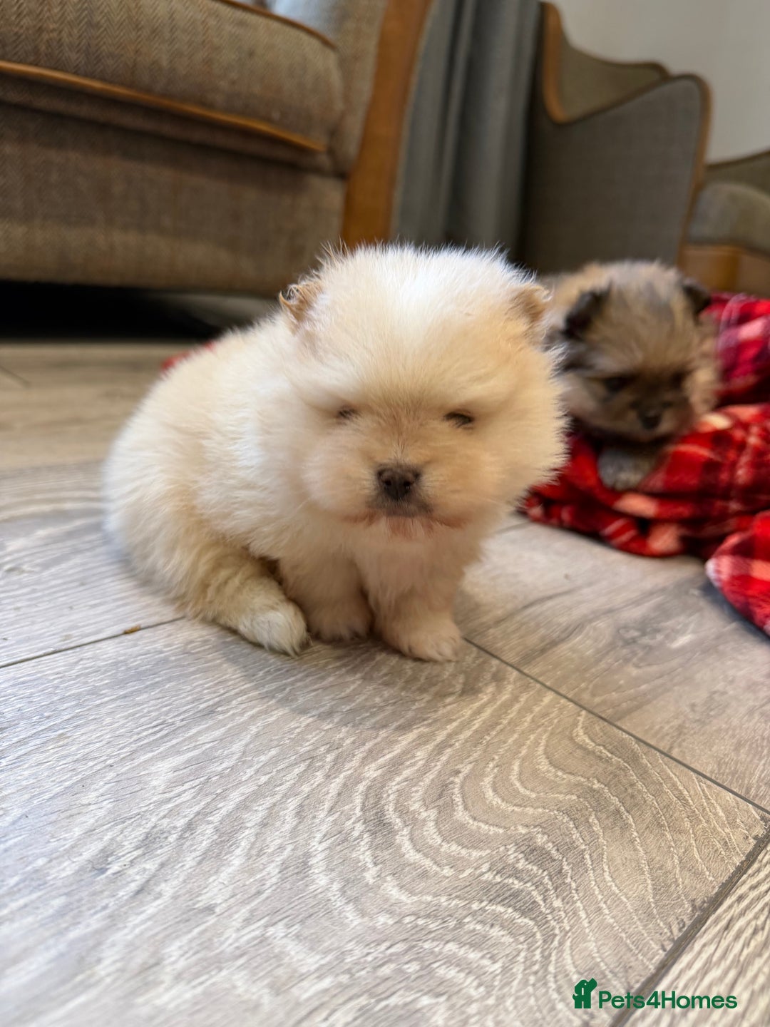 Pomeranian dogs for sale: Kc cream thick fur Pomeranian male puppy - Advert 4