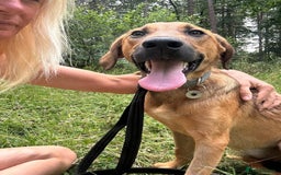 Mixed Breed dogs for adoption: Lykka - Norwich Norfolk  - Image 12