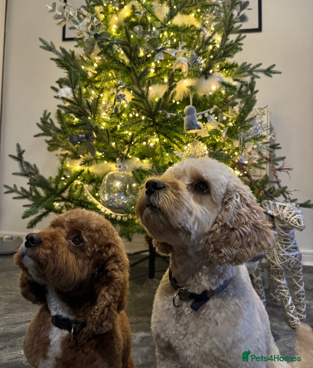 Cavapoo dogs for sale: Stunning Cavapoochon’s for sale (2 left) - Advert 20