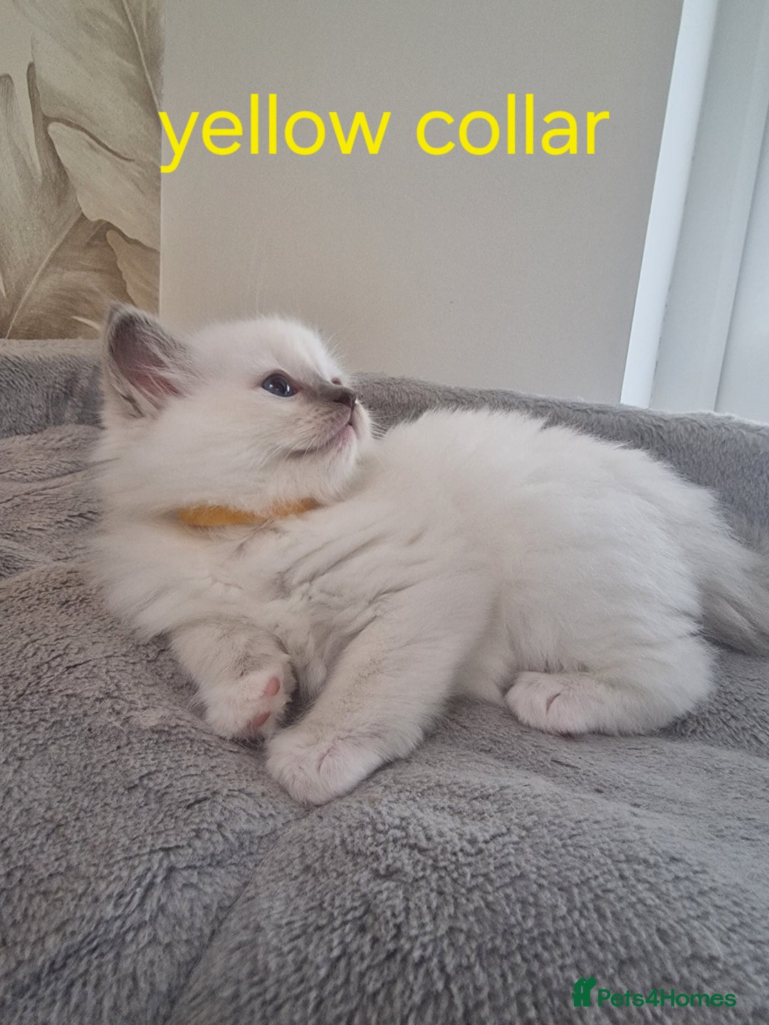 Ragdoll cats for sale: Ready to collect-Blue Point Kittens-Vaccinated - Image 19