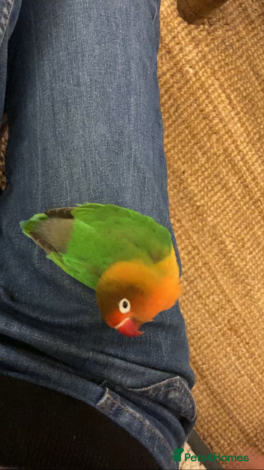 Lovebirds birds for sale: Lovebird Pair - Advert 2