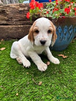Sprocker dogs - Advert 11