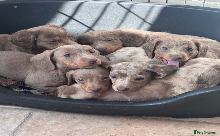Miniature Dachshund dogs - Advert 2