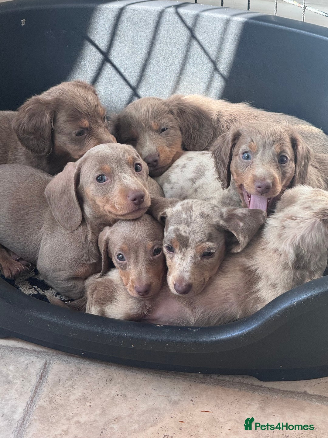 Miniature Dachshund dogs for sale: Gorgeous Miniature Daschunds  - Image 1