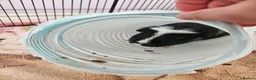 Guinea Pig rodents for sale: 2 male guinea pigs in Bathgate - Advert 5