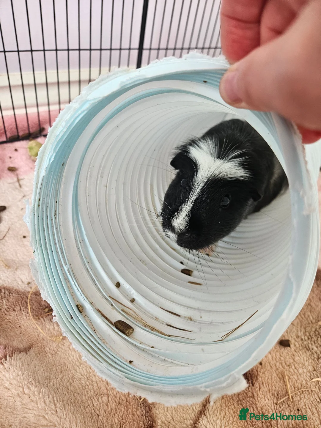 Guinea Pig rodents for sale: 2 male guinea pigs in Bathgate - Advert 5