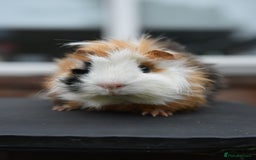 Guinea Pig rodents for sale: 9 Month Old Male Guinea Pigs Looking For Homes in Wigan - Image 9