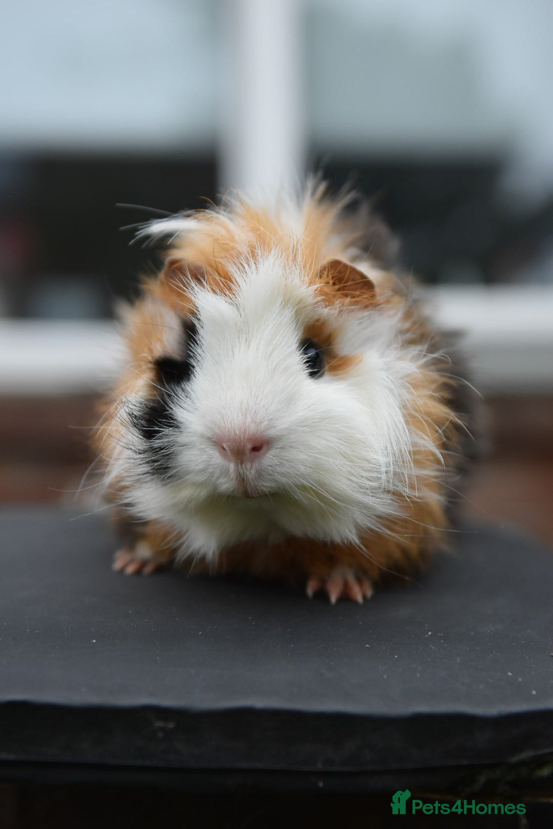 Guinea Pig rodents for sale: 9 Month Old Male Guinea Pigs Looking For Homes in Wigan - Image 9