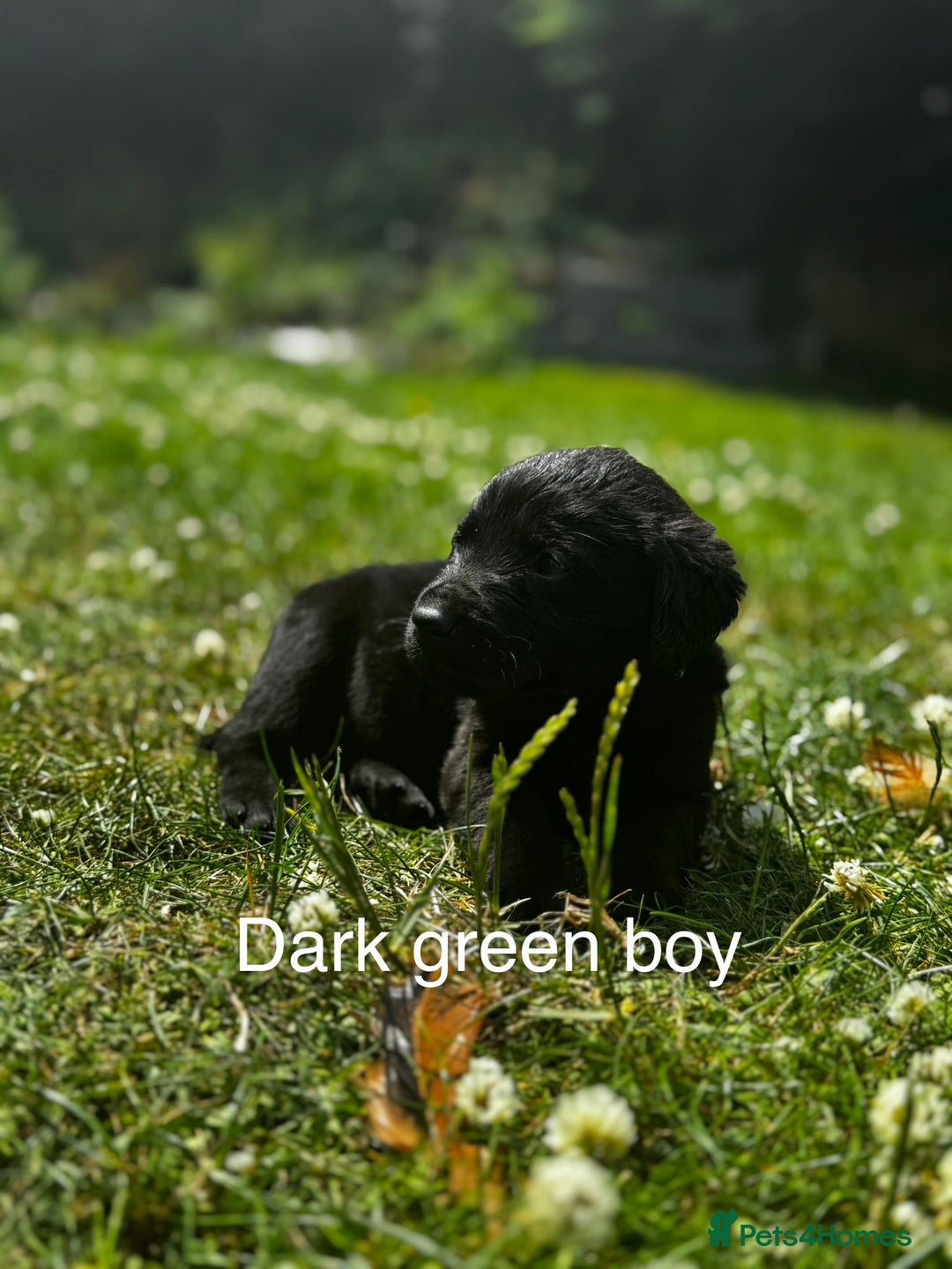 Labrador Retriever dogs for stud: Proven Gorgeous Black Lab in Mansfield - Advert 5