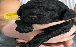 Cockapoo dogs for sale: Cockapoo Puppies for Sale - Image 8