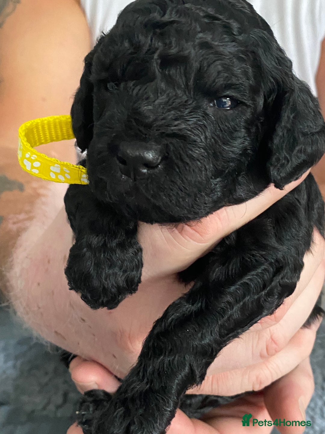 Cockapoo dogs for sale: Cockapoo Puppies for Sale - Image 8