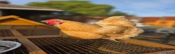Chickens poultry for sale: Orpingtons/ hybrids/ wyandotte/leg bars & cockeral in Rhyl - Advert 2