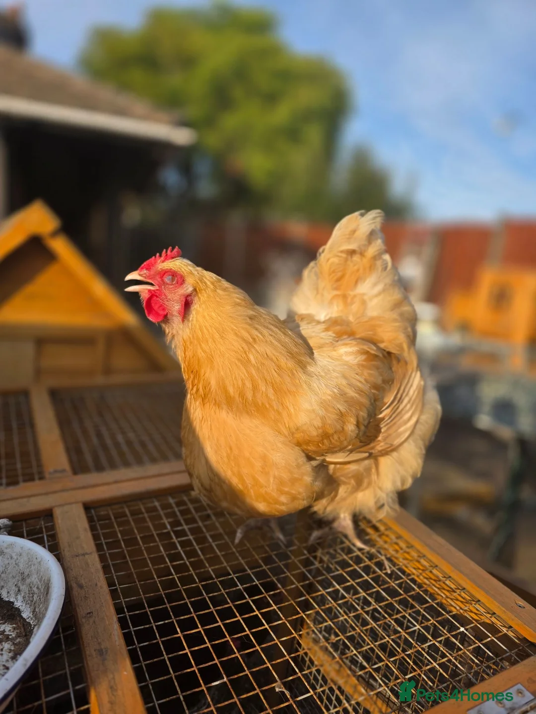 Chickens poultry for sale: Orpingtons/ hybrids/ wyandotte/leg bars & cockeral in Rhyl - Advert 2