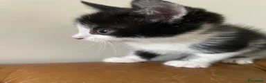 Maine coon x British bob tail kitten 2 