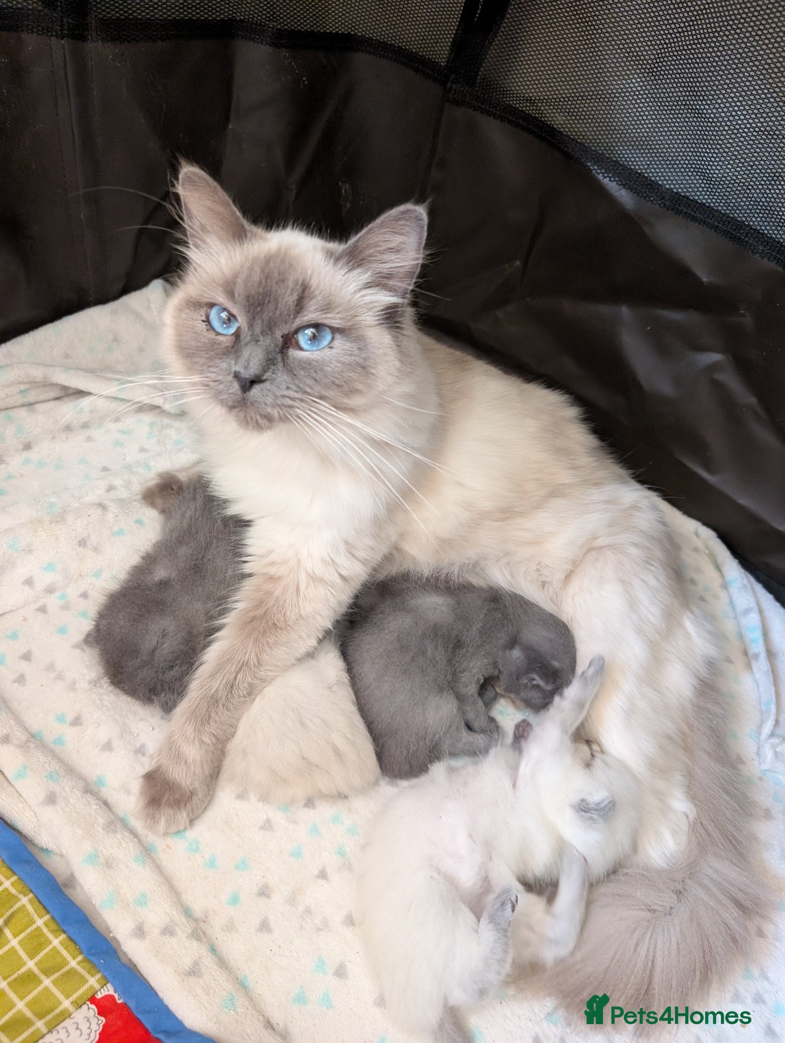 Mixed Breed cats Ragdoll/ British short hair - Advert 1