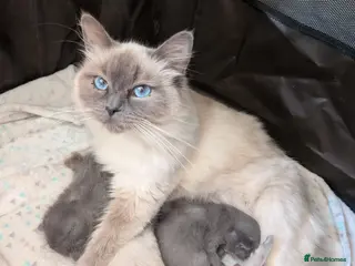 Mixed Breed cats Ragdoll/ British short hair - Advert 1