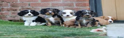 Cockapoo dogs for sale: Beautiful Cockerlierpoo puppies for sale - Advert 3