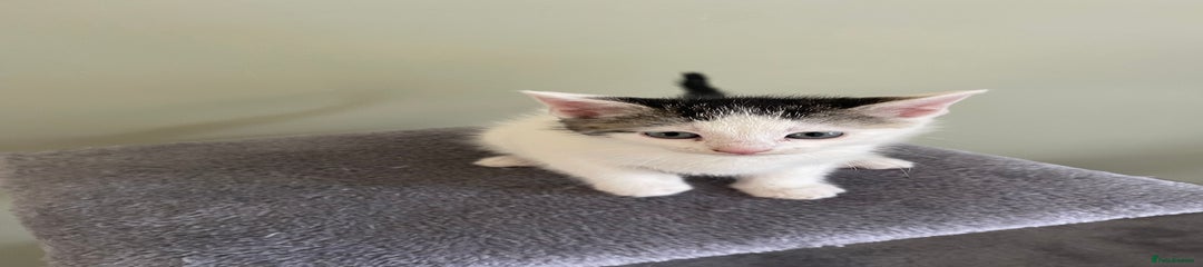 Mixed Breed Kitten 4