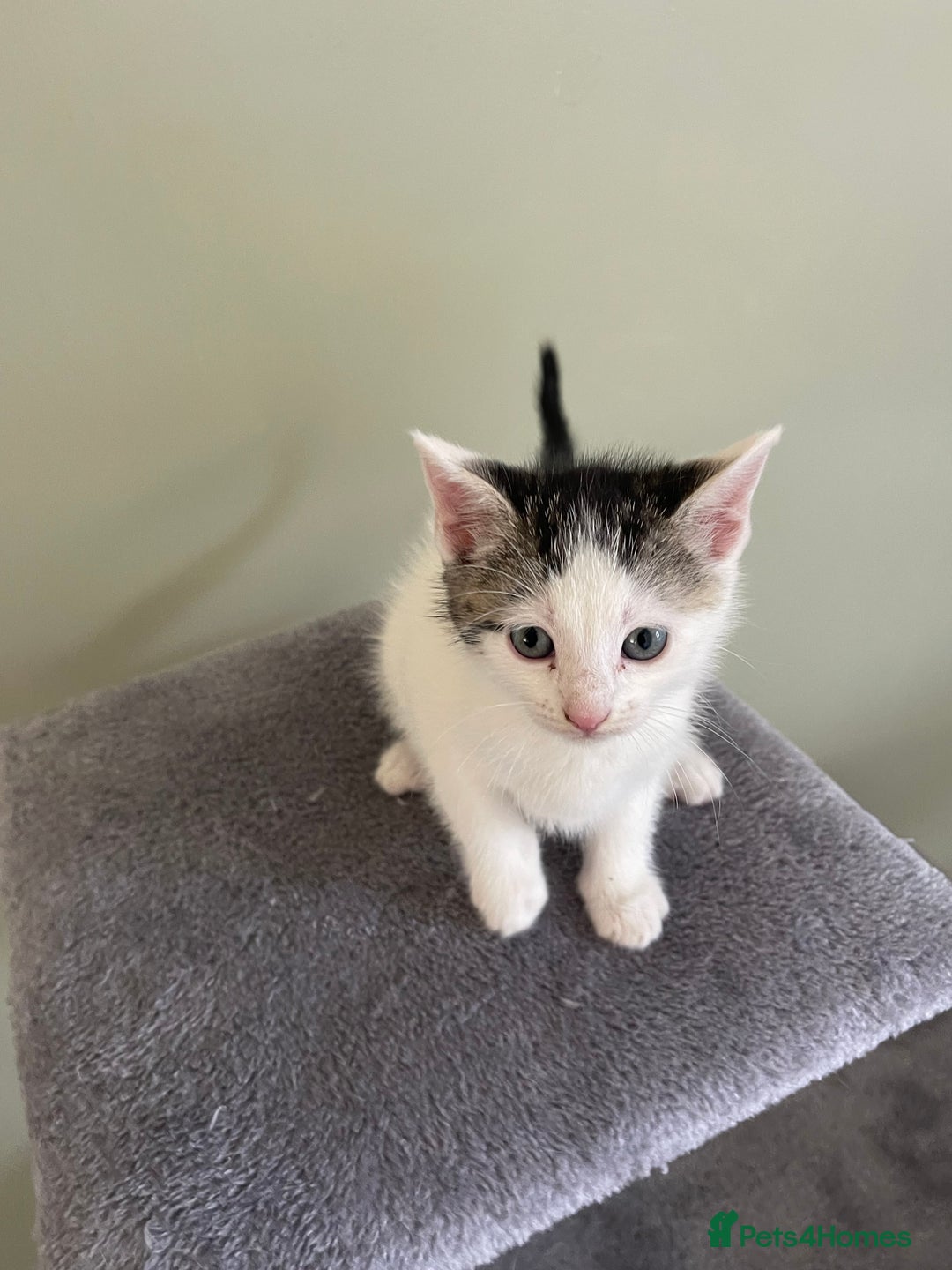 Mixed Breed cats for sale: kittens  - Image 8