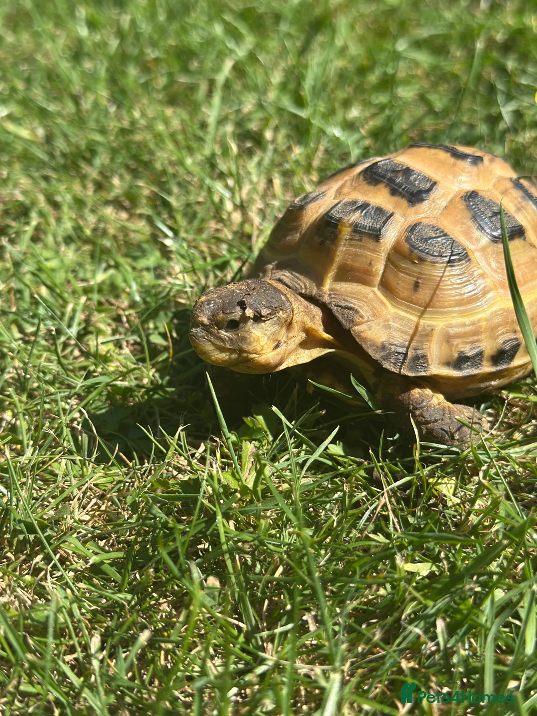 Hermann Tortoise reptiles for sale: 2 horsefield tortoises - Advert 8