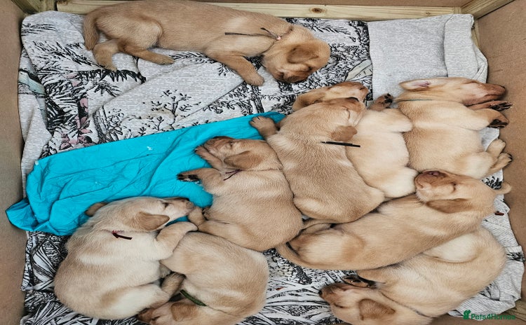 Labrador Retriever dogs - Advert 2