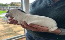 Cocker Spaniel dogs for sale: Beautiful litter of KC working cocker spaniels - Image 5