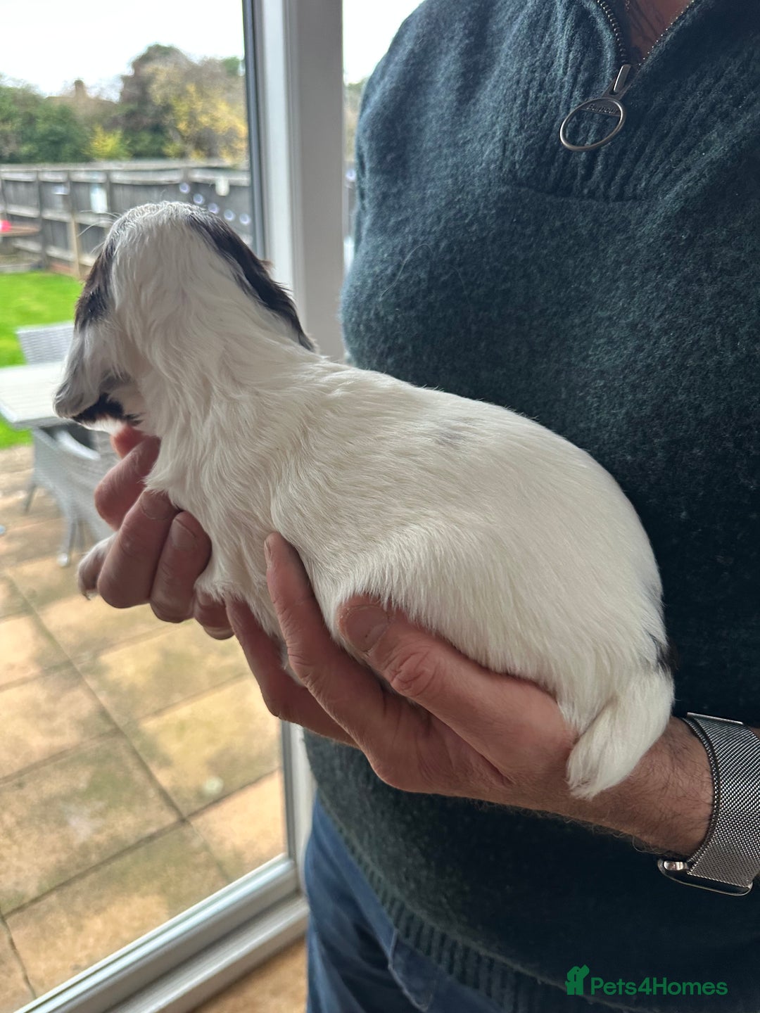 Cocker Spaniel dogs for sale: Beautiful litter of KC working cocker spaniels - Image 5