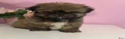 Shih Tzu dogs for sale: 4 males puppies  - Advert 3