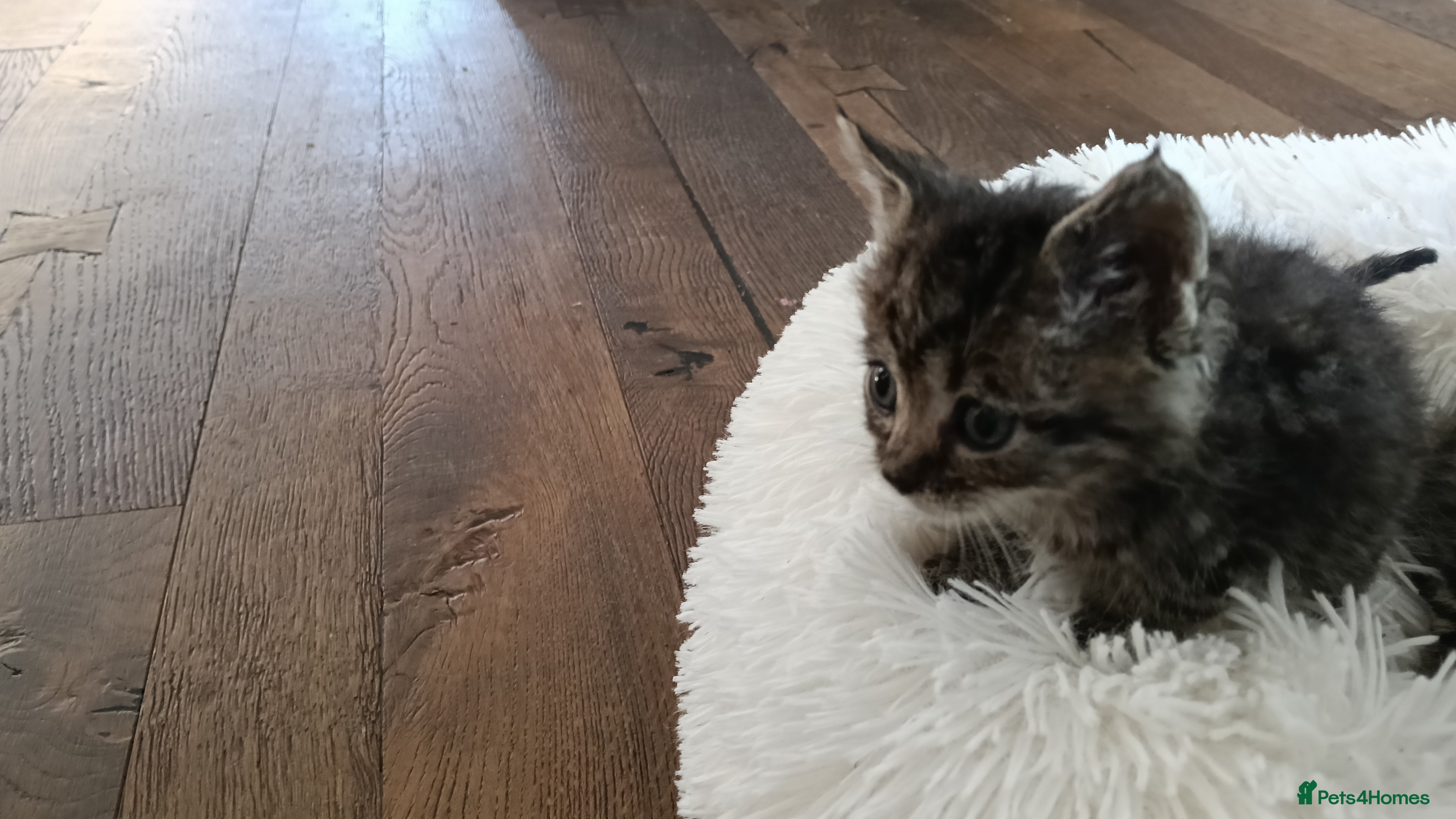 Domestic Shorthair cats Knowledgeable homes required- orphan kittens - Advert 2