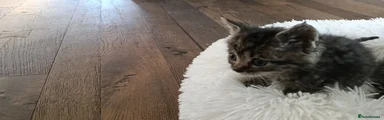 Small Tabby