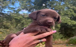 Labrador Retriever dogs for sale: STRONG CHUNKY KC CHOCOLATE PUPS HEALTH TESTED  - Image 11