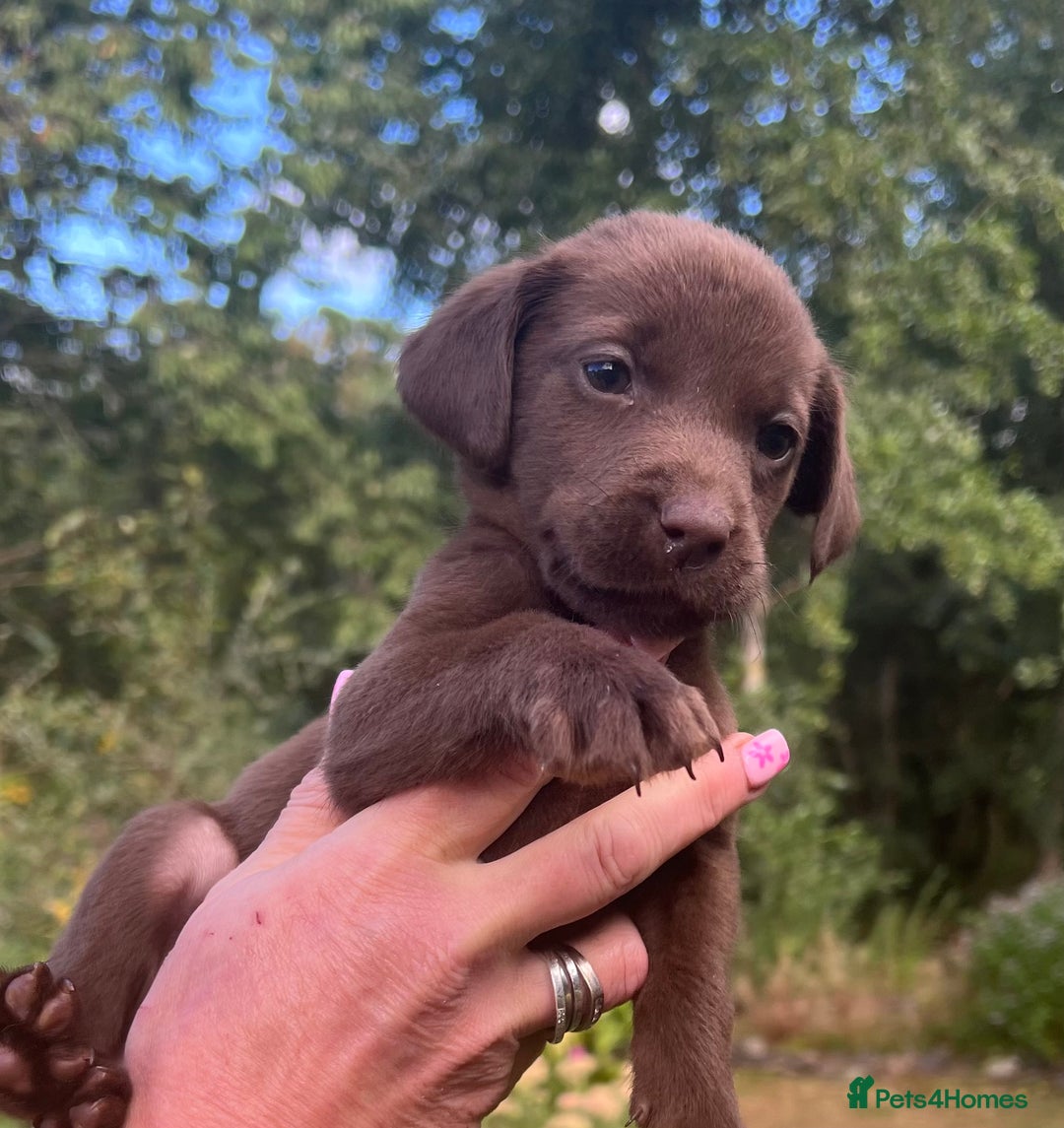 Labrador Retriever dogs for sale: STRONG CHUNKY KC CHOCOLATE PUPS HEALTH TESTED  - Image 11