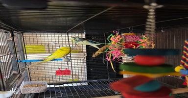 Budgerigars birds - Advert 3