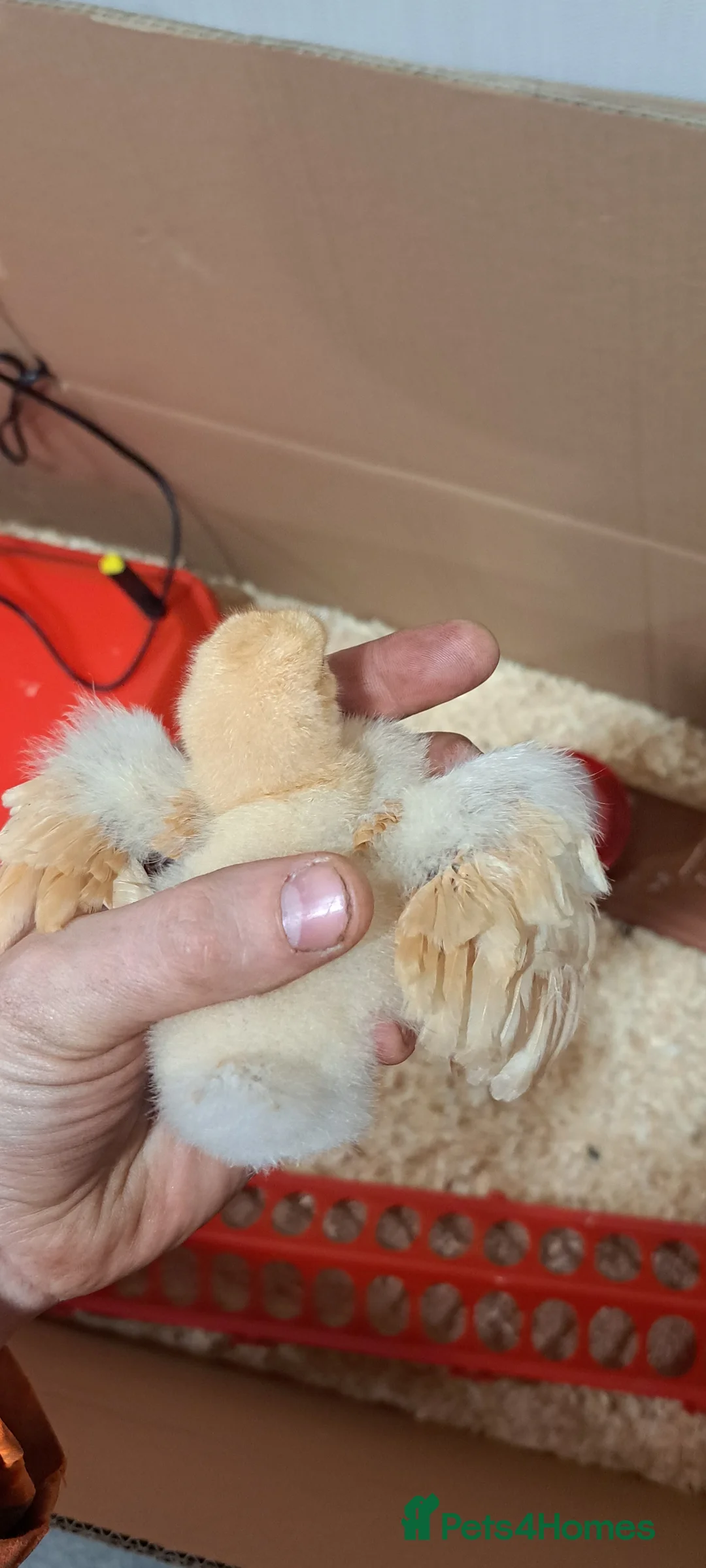 Chickens poultry for sale: Buff orpington chicks for sale  in Malton - Advert 3