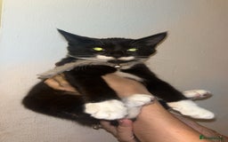 Persian cats for sale: Kittens for sale  - Image 2