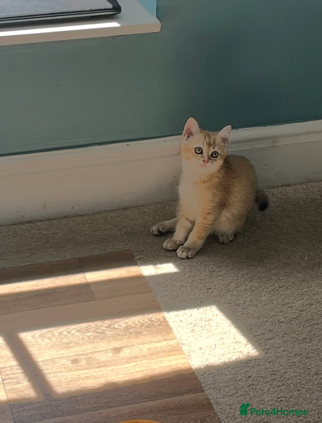 British Shorthair cats for sale: GOLDEN NY12 GCCF GRAND CHAMPION BLOODLINE  - Advert 2