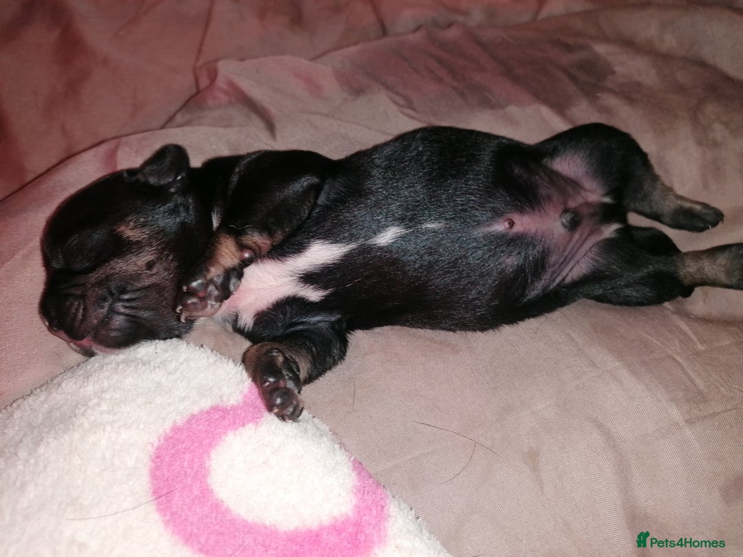 Mixed Breed dogs for sale: Bulldog x Mini Dachund - Image 6