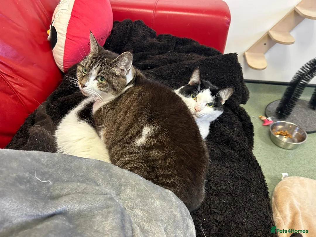 Domestic Shorthair cats for adoption: Lily & James - Advert 2