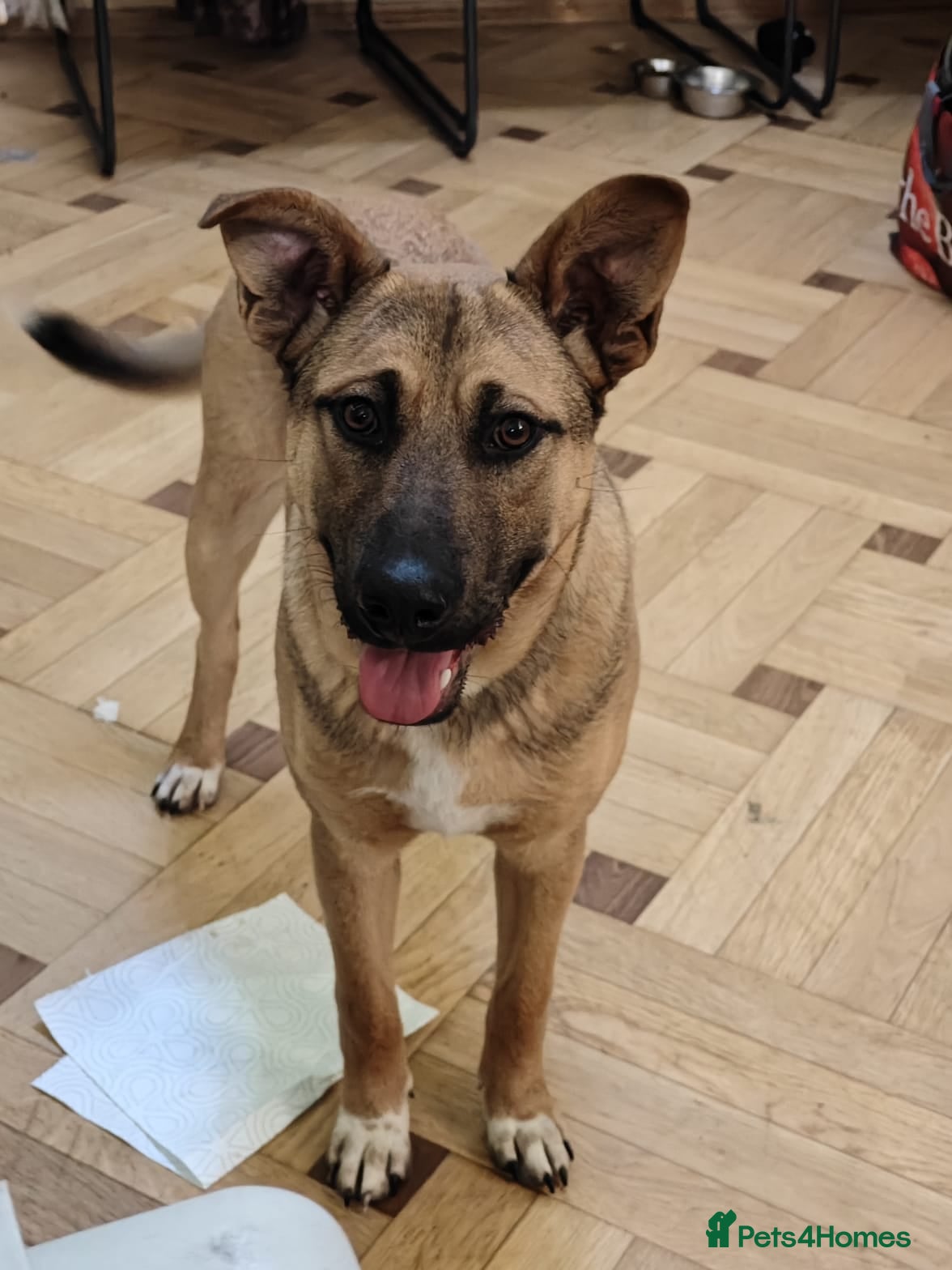 Mixed Breed dogs 💙Lord — amazing  8-month-old medium boy💙 - Advert 2