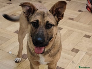 Mixed Breed dogs ๐Lord โ amazing 8-month-old medium boy๐ - Advert 2