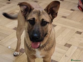 Mixed Breed dogs 💙Lord — amazing 8-month-old medium boy💙 - Advert 7