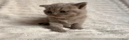 British Shorthair cats for sale: Beautiful Purebred British Shorthair Kittens - Advert 5