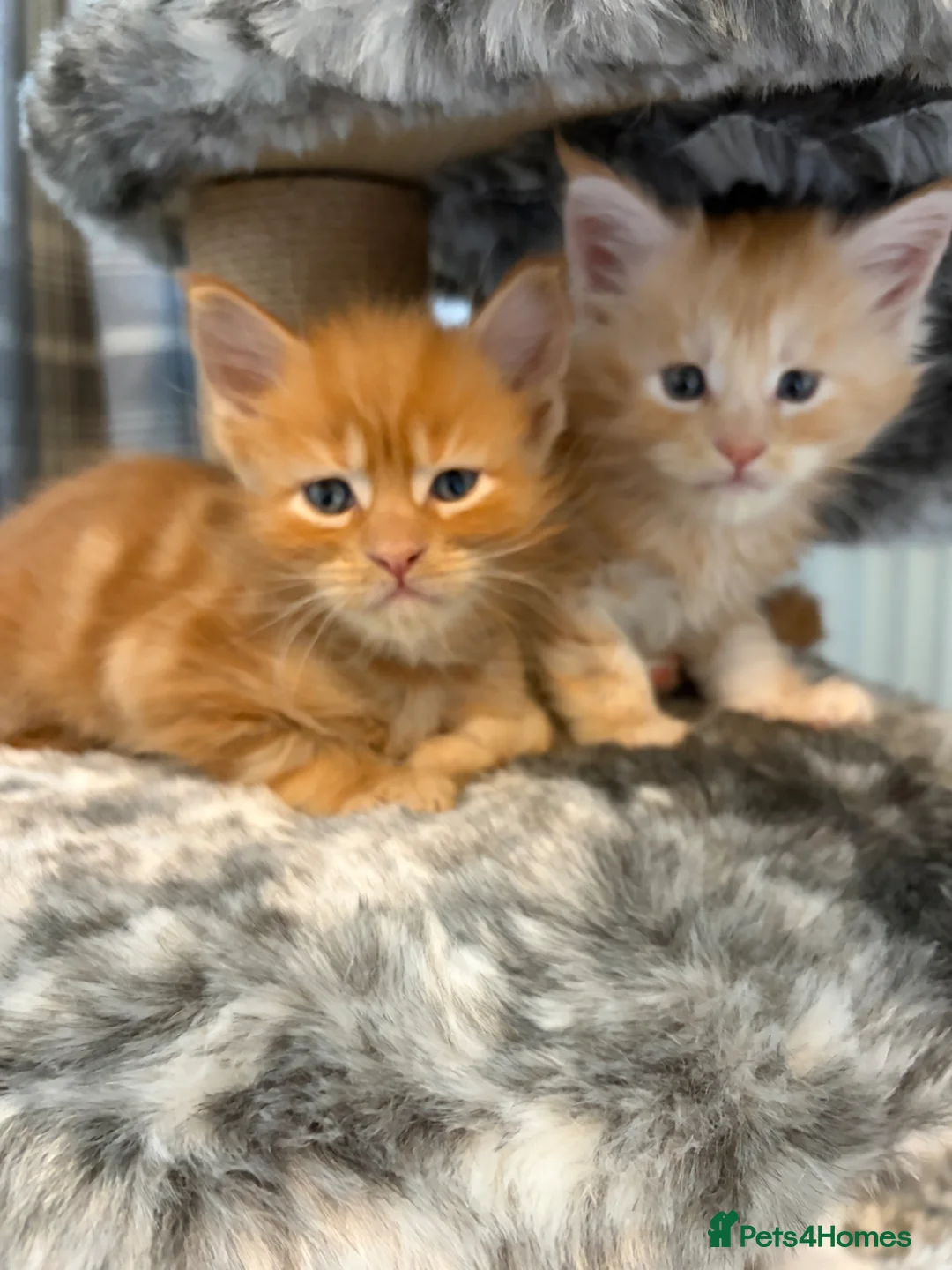 Maine Coon cats for sale: 🐈 ONLY 2 BOYS LEFT! READY FRIDAY 29TH MAY!!! 🐈 - Advert 2