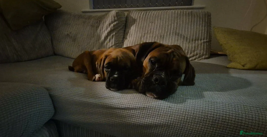Boxer dogs for sale: 6 Month Female Boxer in Bridgwater - Advert 5