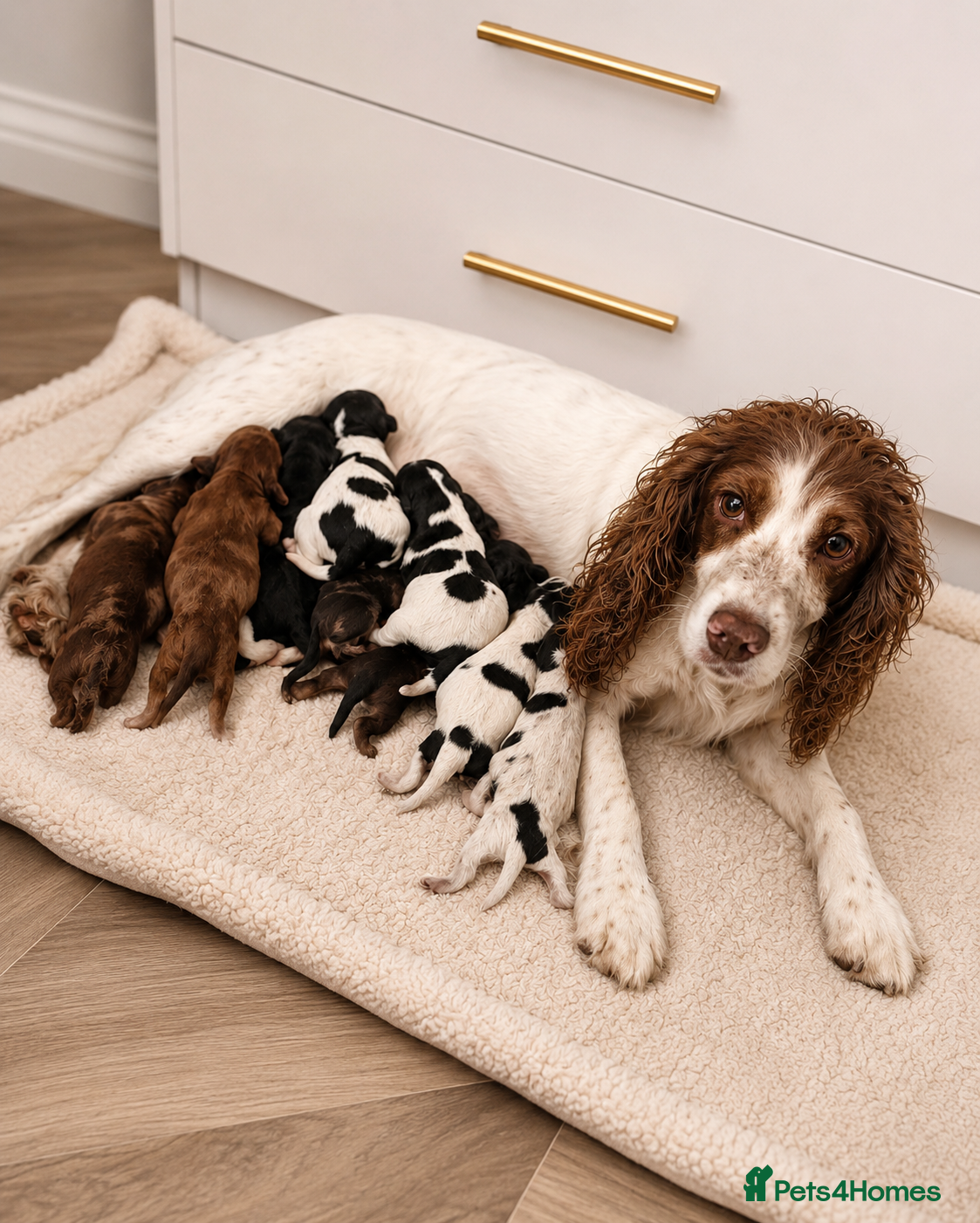 Mixed Breed dogs Cavapoo x Cocker pups Merle, chocolate, tri, tan - Advert 2