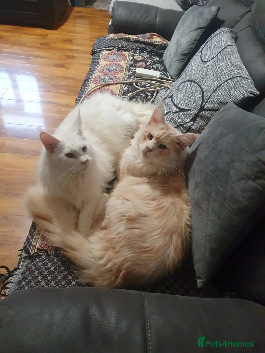 Maine Coon cats for sale: Beautiful tica registered kittens for sale - Advert 1
